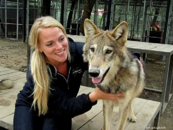 Wolfdog (Hybrid) Dog Breed Profile – Size, Care, and Uses