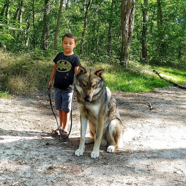 Wolfdog (Hybrid) Dog Breed Profile – Size, Care, and Uses