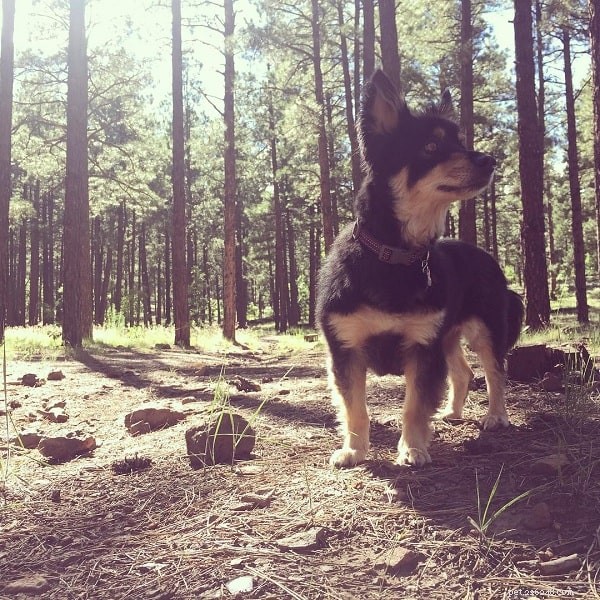 Chihuahua Shepherd Dog: Comprehensive Breed Overview
