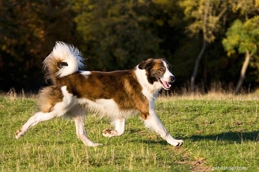Aidi Dog Breed Profile: Origin, Traits, and Care