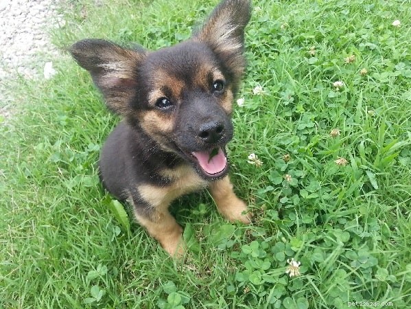Chihuahua Shepherd Dog: Comprehensive Breed Overview