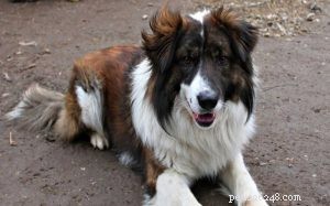 Aidi Dog Breed Profile: Origin, Traits, and Care