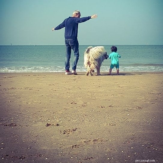 Aidi Dog Breed Profile: Origin, Traits, and Care