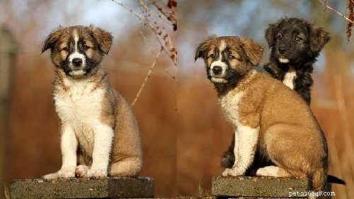 Aidi Dog Breed Profile: Origin, Traits, and Care