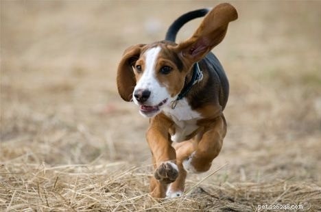 Deutsche Bracke (German Hound): Key Traits, Care & Hunting History