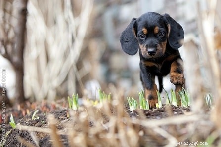 Tyrolean Hound: Austria’s Classic Scenthound for Hunters