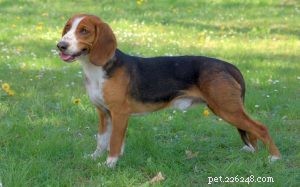 Deutsche Bracke (German Hound): Key Traits, Care & Hunting History