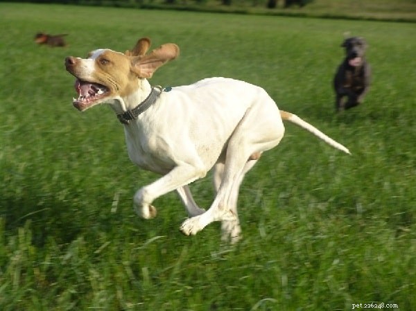 Braque Saint-Germain: French Hunting Dog Breed Overview