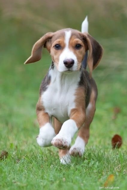 Deutsche Bracke (German Hound): Key Traits, Care & Hunting History