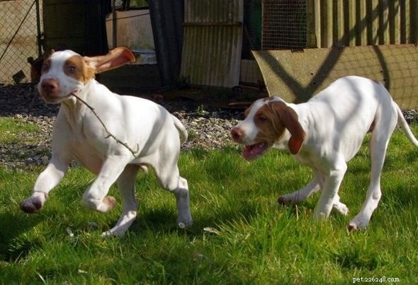 Braque Saint-Germain: French Hunting Dog Breed Overview