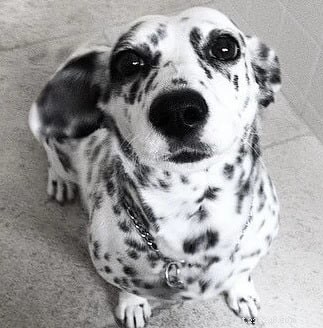 Dalmatian Mix Dogs: Goldmatian, Dalcorgi, Bassamatian – A Guide to Traits and Temperament