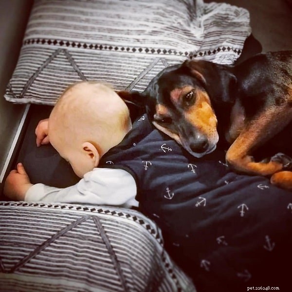 Austrian Black and Tan Hound – Complete Breed Profile