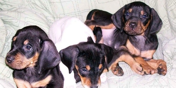 Austrian Black and Tan Hound – Complete Breed Profile