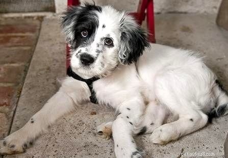 Dalmatian Mix Dogs: Goldmatian, Dalcorgi, Bassamatian – A Guide to Traits and Temperament