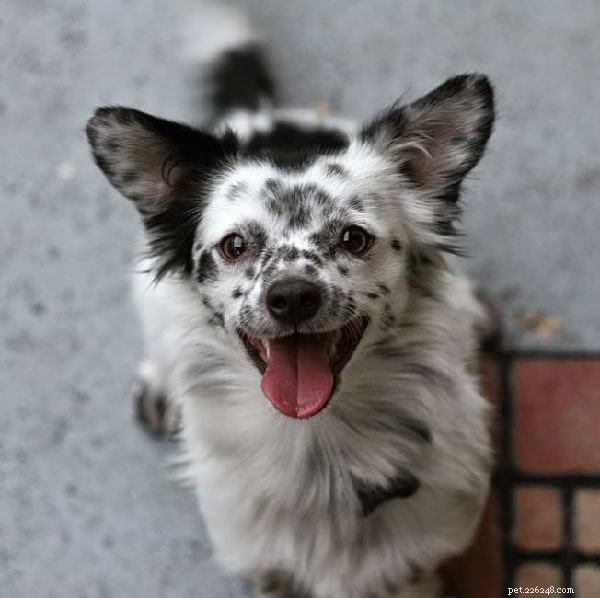 Dalmatian Mix Dogs: Goldmatian, Dalcorgi, Bassamatian – A Guide to Traits and Temperament