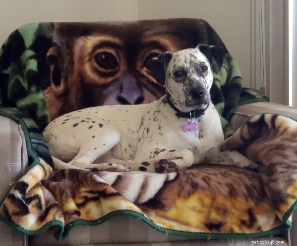 Dalmatian Mix Dogs: Goldmatian, Dalcorgi, Bassamatian – A Guide to Traits and Temperament