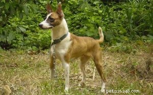 Telomian Dog: Origin, Traits, and Care Guide
