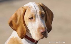 Ariege Pointer: Characteristics, Hunting Skills, and Family Compatibility