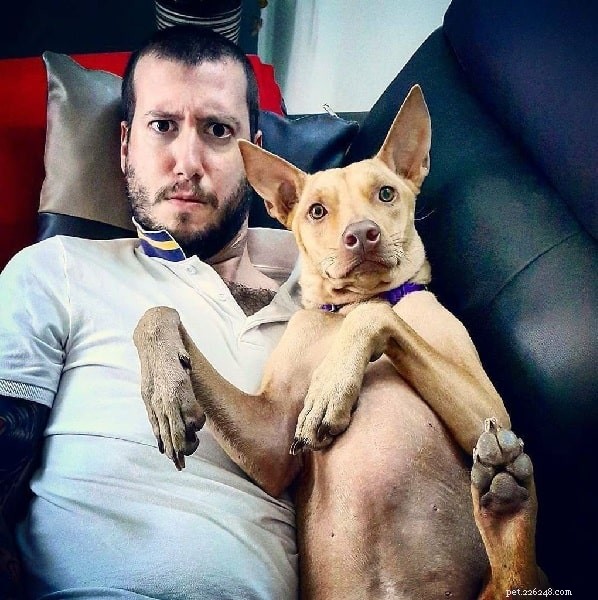 Telomian Dog: Origin, Traits, and Care Guide