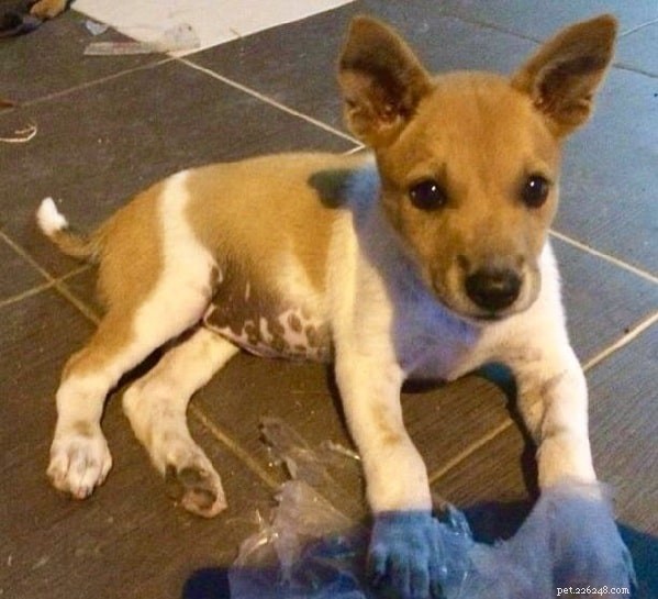 Telomian Dog: Origin, Traits, and Care Guide