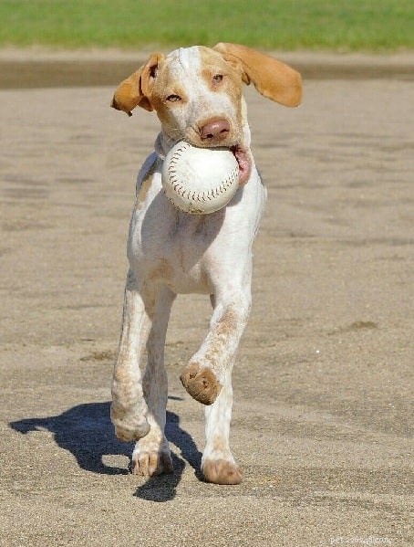 Ariege Pointer: Characteristics, Hunting Skills, and Family Compatibility