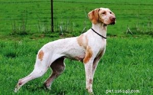 Ariege Pointer: Proven Hunting Dog, Origin & Care Guide