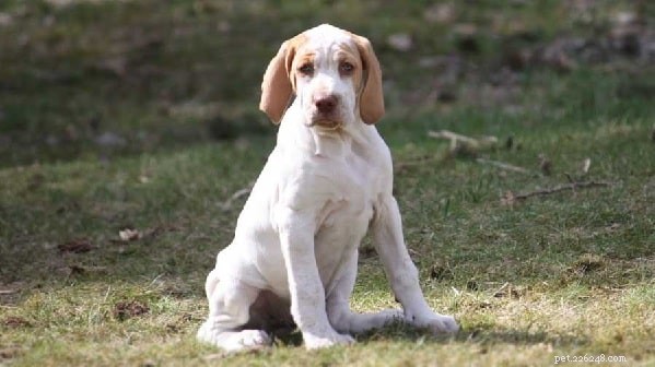 Ariege Pointer: Proven Hunting Dog, Origin & Care Guide