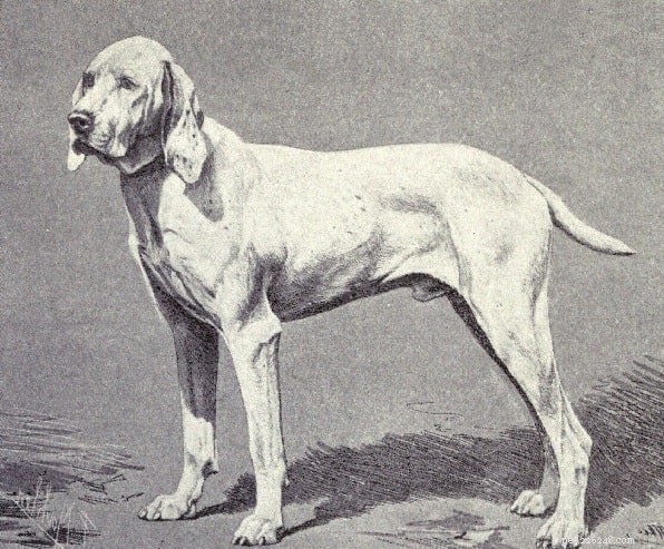 Ariege Pointer: Proven Hunting Dog, Origin & Care Guide