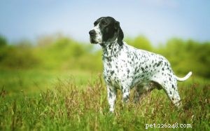 Braque d’Auvergne Pointer – A Reliable Hunting Dog & Loving Family Companion