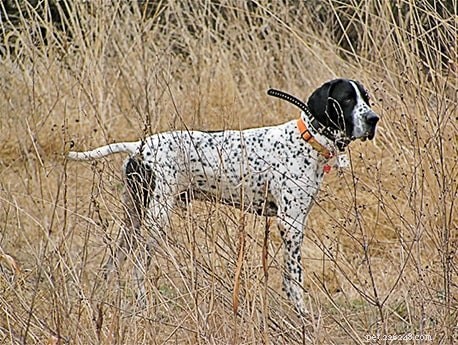 Braque d’Auvergne Pointer – A Reliable Hunting Dog & Loving Family Companion