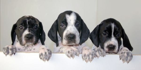 Braque d’Auvergne Pointer – A Reliable Hunting Dog & Loving Family Companion