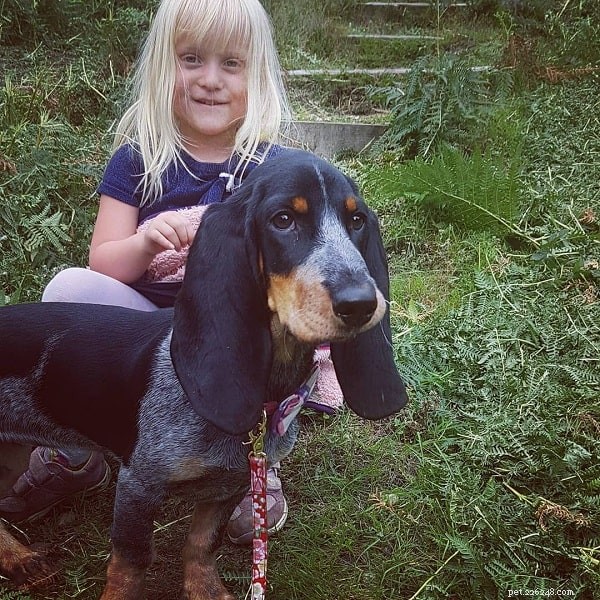 Basset Bleu de Gascogne: Complete Breed Guide & Care Tips