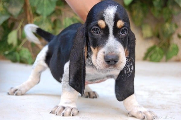 Basset Bleu de Gascogne: Complete Breed Guide & Care Tips