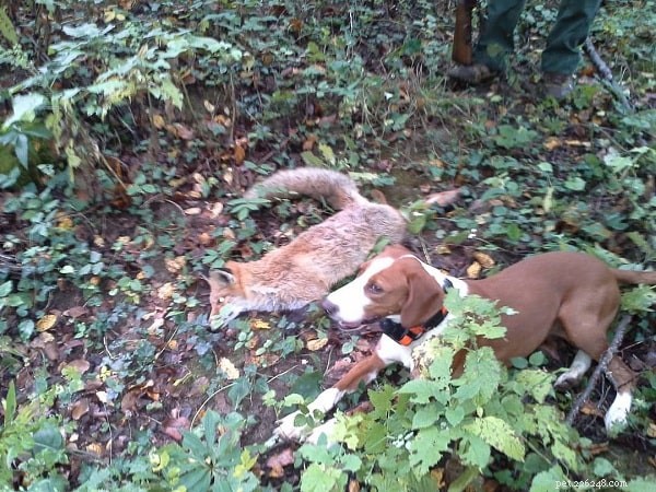 Posavac Hound: The Loyal Scenthound of the Sava Valley