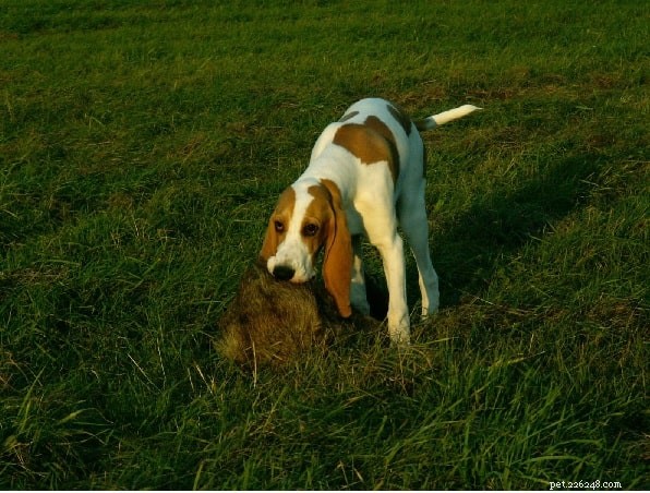Swiss Lowland Hound (Schweizerischer Niederlaufhund): Breed Profile