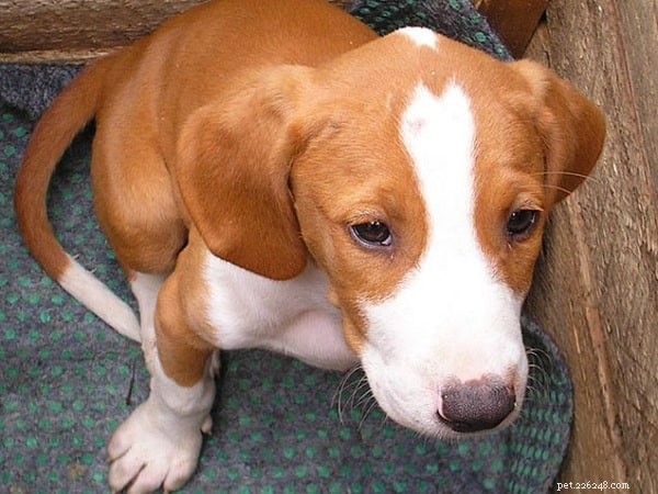 Posavac Hound: The Loyal Scenthound of the Sava Valley