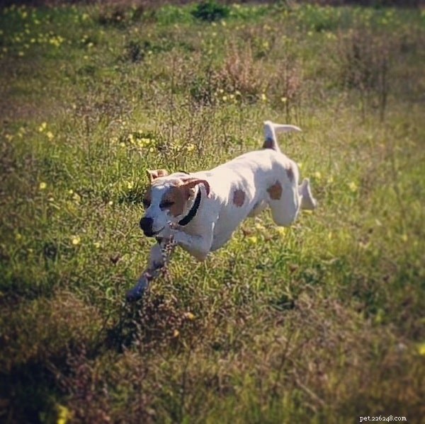 Istrian Shorthaired Hound – Croatia’s Elite Scenthound