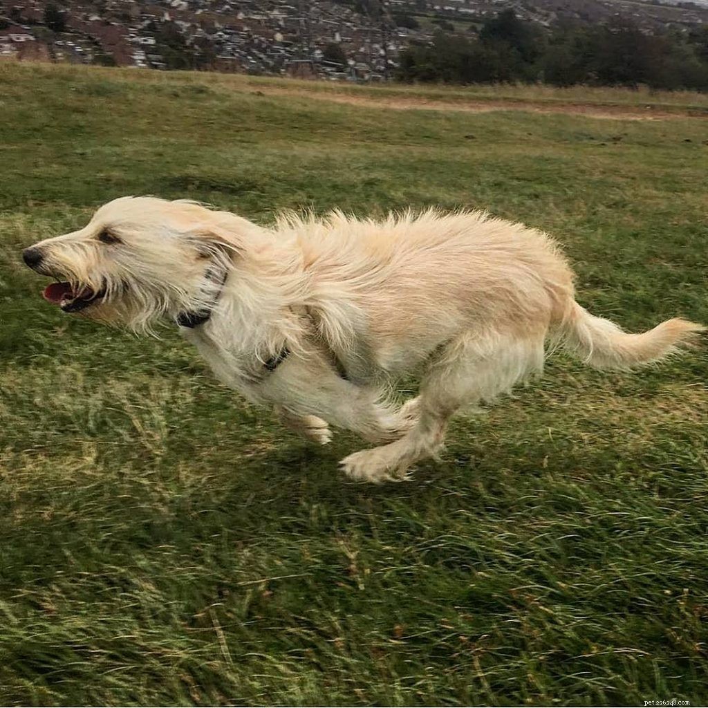 Barak Hound (Bosnian Broken-Haired Hound): Comprehensive Breed Profile