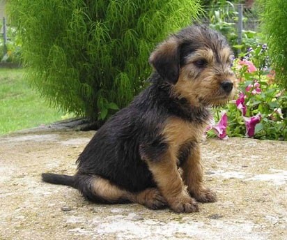 Barak Hound (Bosnian Broken-Haired Hound): Comprehensive Breed Profile