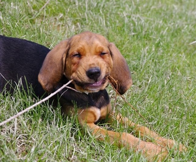 Polish Hound – Classic Polish Scenthound: Traits, Size & Care