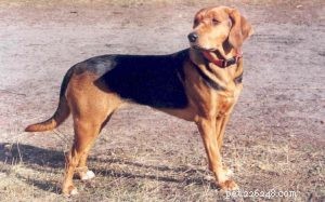Polish Hound – Classic Polish Scenthound: Traits, Size & Care