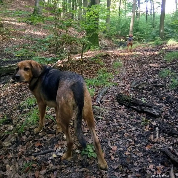Polish Hound – Classic Polish Scenthound: Traits, Size & Care