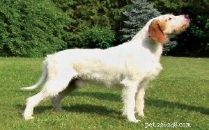 Istrian Coarse-Coated Hound: Origin, Traits, and Care Guide