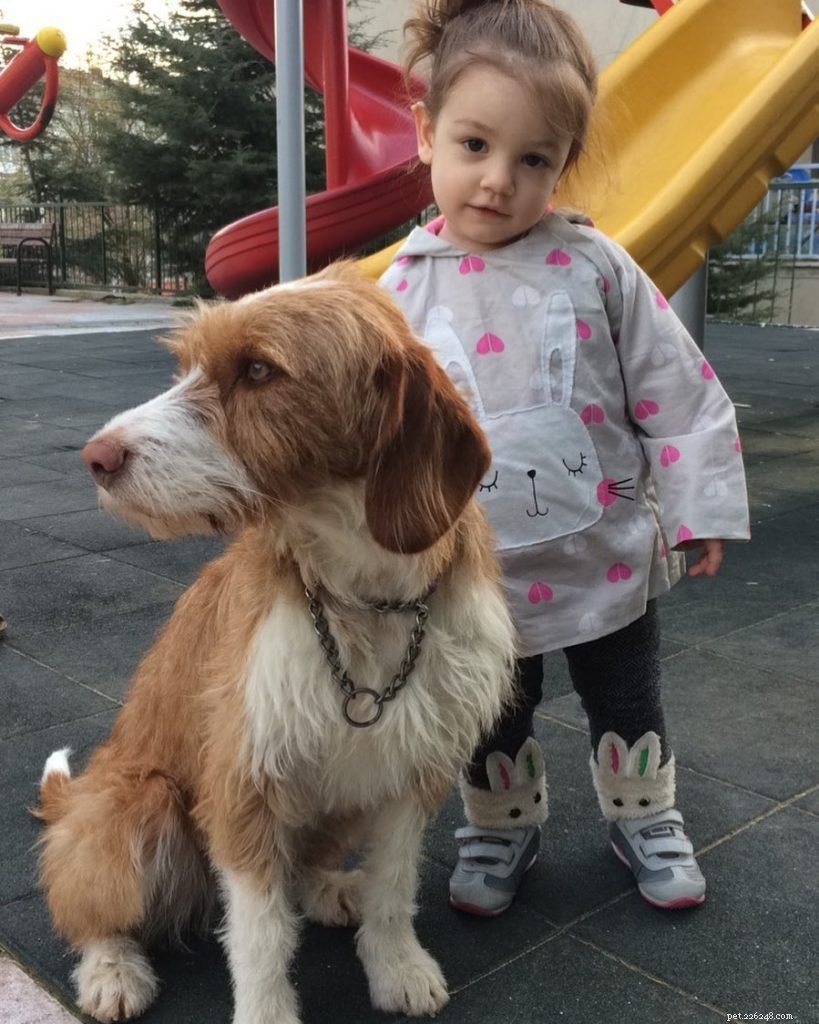 Istrian Coarse-Coated Hound: Origin, Traits, and Care Guide