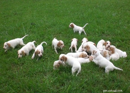 Istrian Coarse-Coated Hound: Origin, Traits, and Care Guide