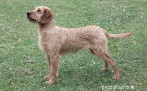 Styrian Coarse‑Haired Hound: Austria’s Classic Mountain Hound