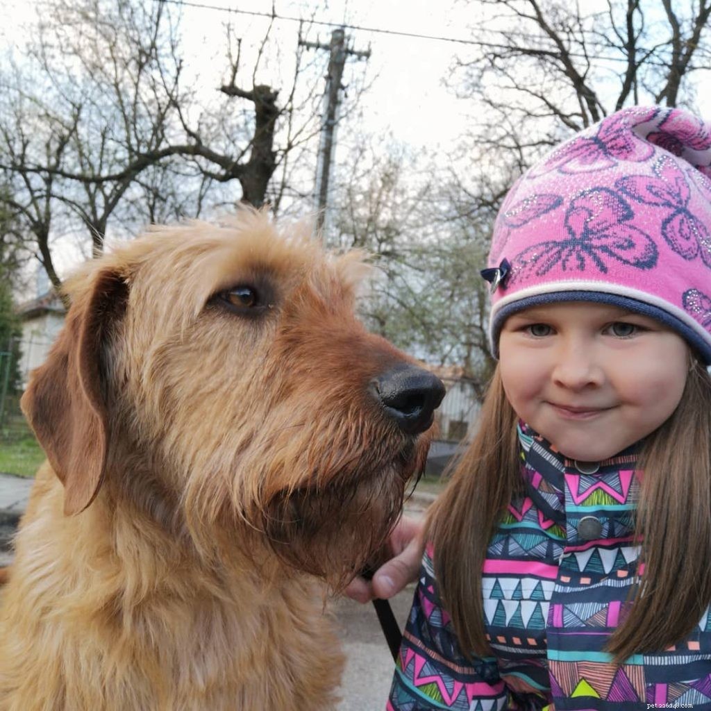 Styrian Coarse‑Haired Hound: Austria’s Classic Mountain Hound
