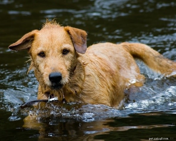 Styrian Coarse‑Haired Hound: Austria’s Classic Mountain Hound