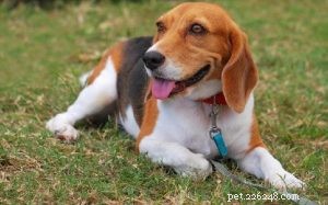 Artois Hound: Comprehensive Breed Profile & Key Facts