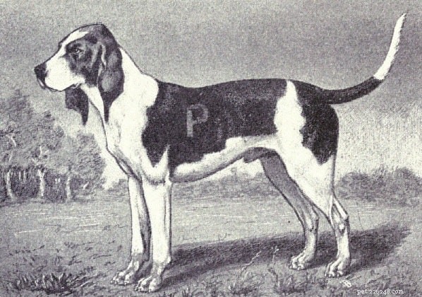 Artois Hound: Comprehensive Breed Profile & Key Facts